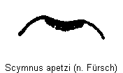 scymnus_apetzi_hlb.gif