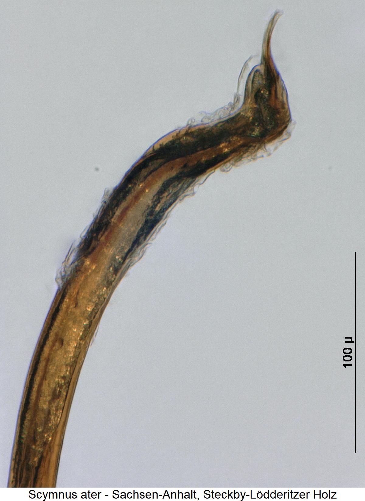 scymnus_ater1.jpg