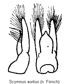 scymnus_auritus.gif