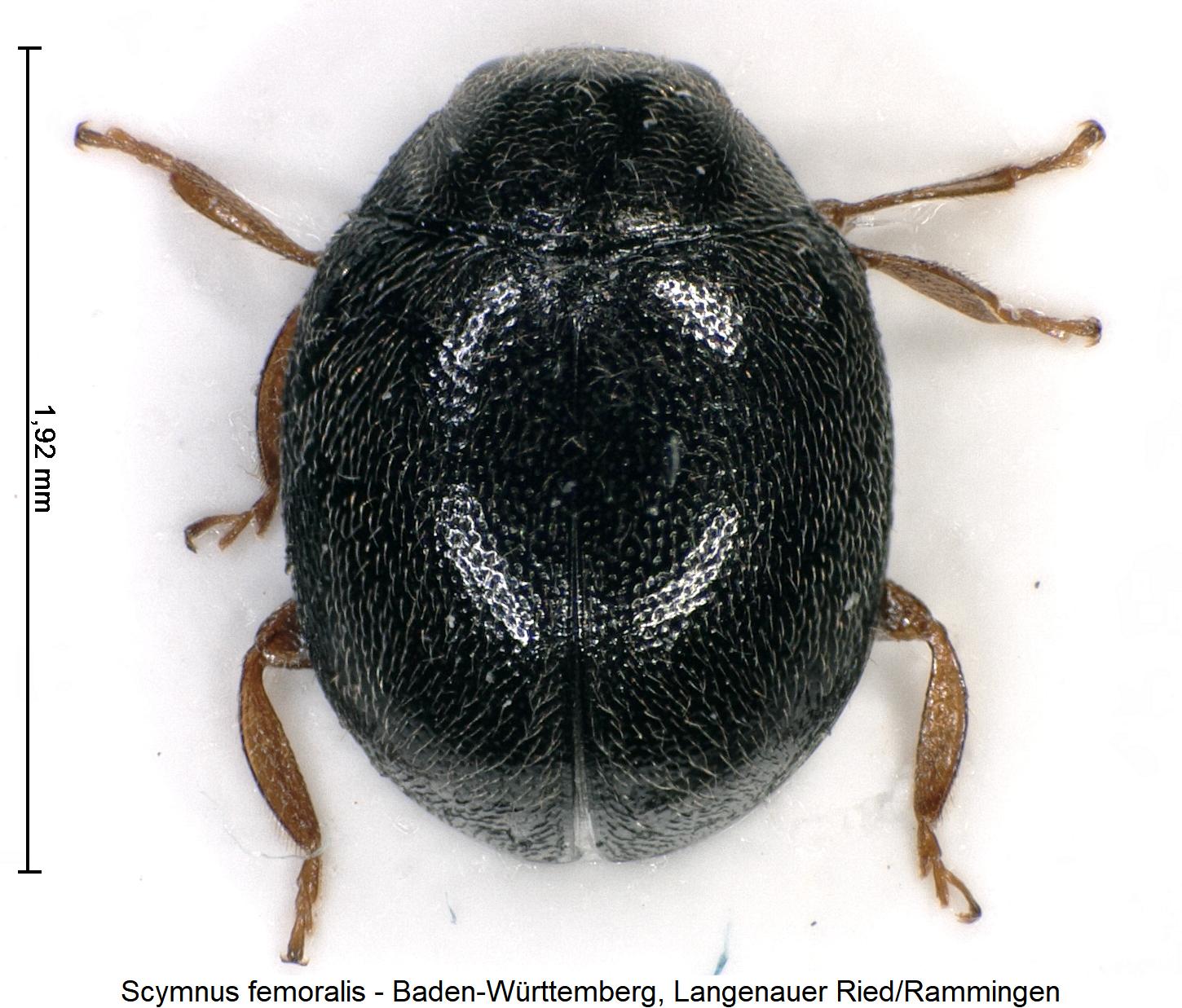 scymnus_femoralis_hab.jpg