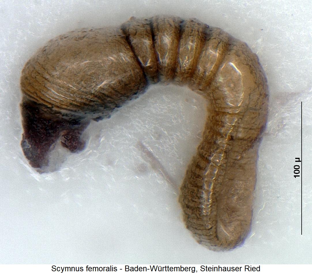 scymnus_femoralis_sperm.jpg