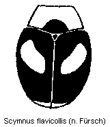 scymnus_flavicollis_hab.gif