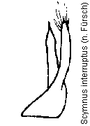scymnus_interruptus.gif