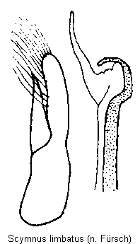 scymnus_limbatus.gif