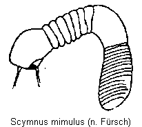 scymnus_mimulus_sperm.gif
