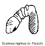 scymnus_nigrinus_sperm.gif