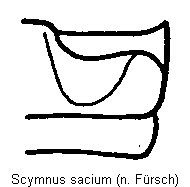 scymnus_sacium_us.gif