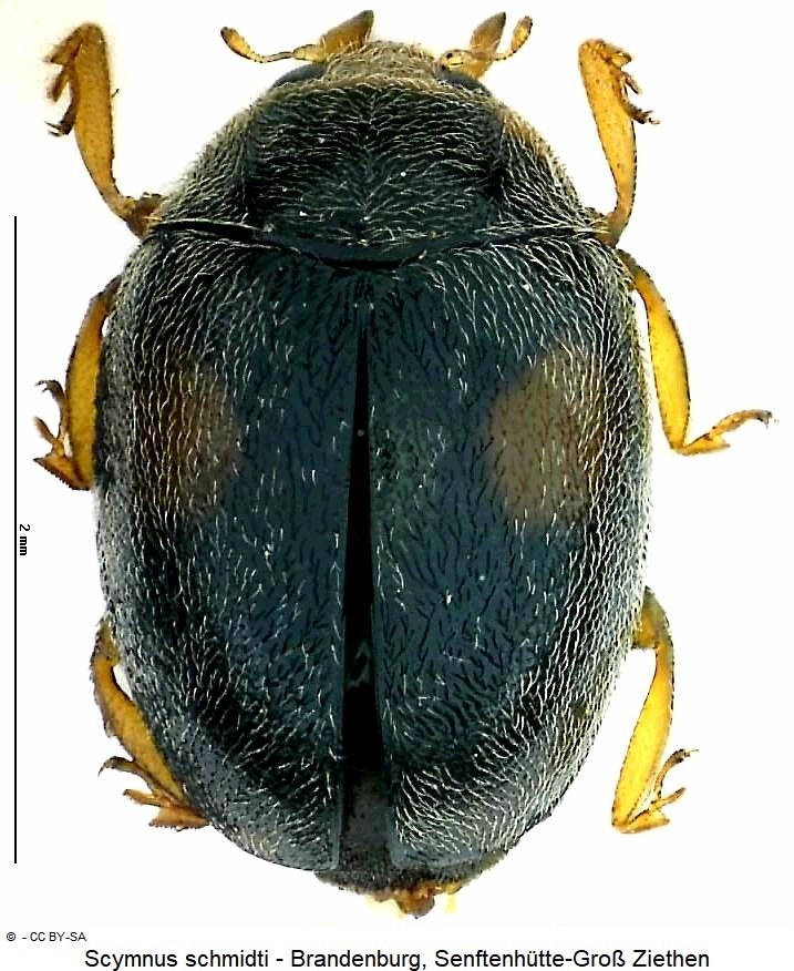 scymnus_schmidti_hab-1.jpg