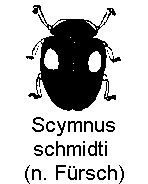 scymnus_schmidti_hab.gif
