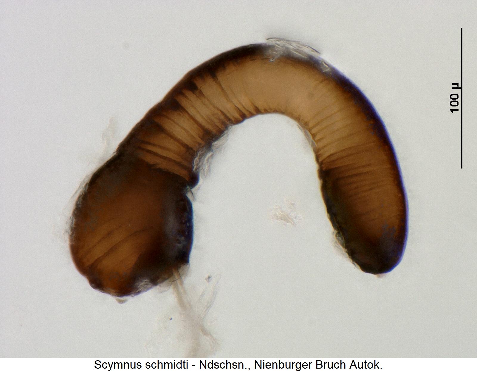 scymnus_schmidti_sperm1.jpg