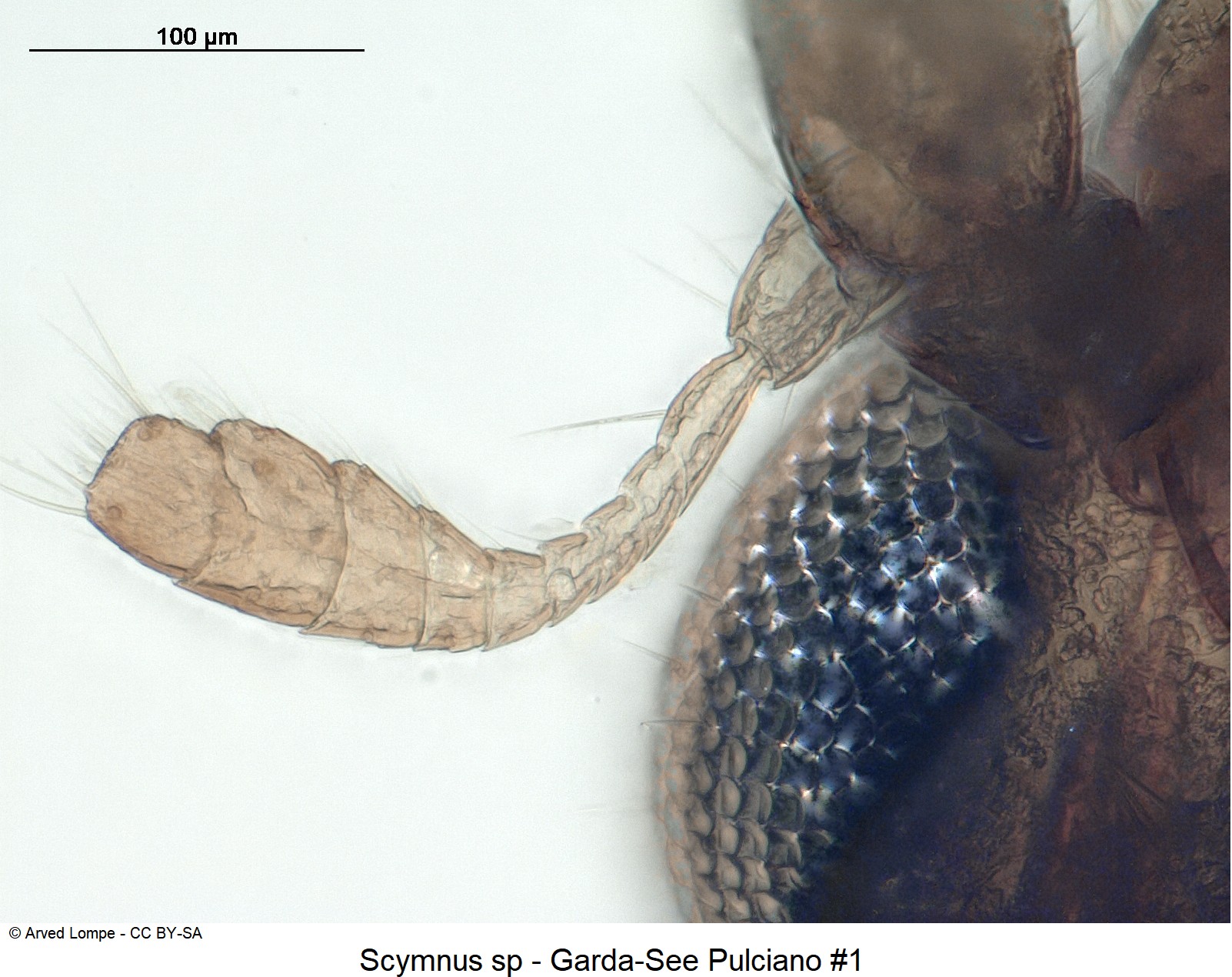 scymnus_sp_nr1_f.jpg