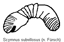 scymnus_subvillosus_sperm.gif
