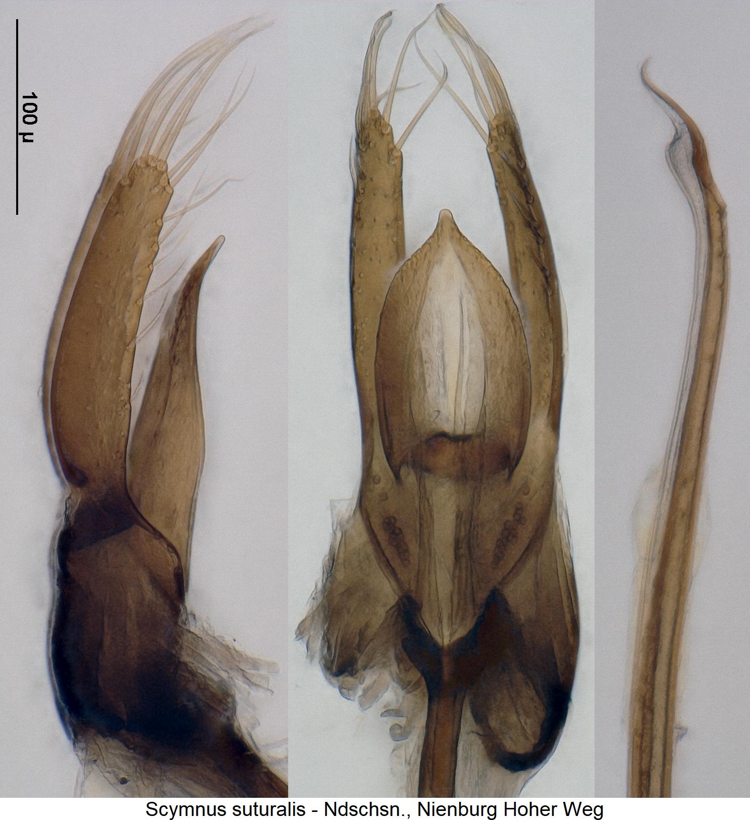 scymnus_suturalis1.jpg