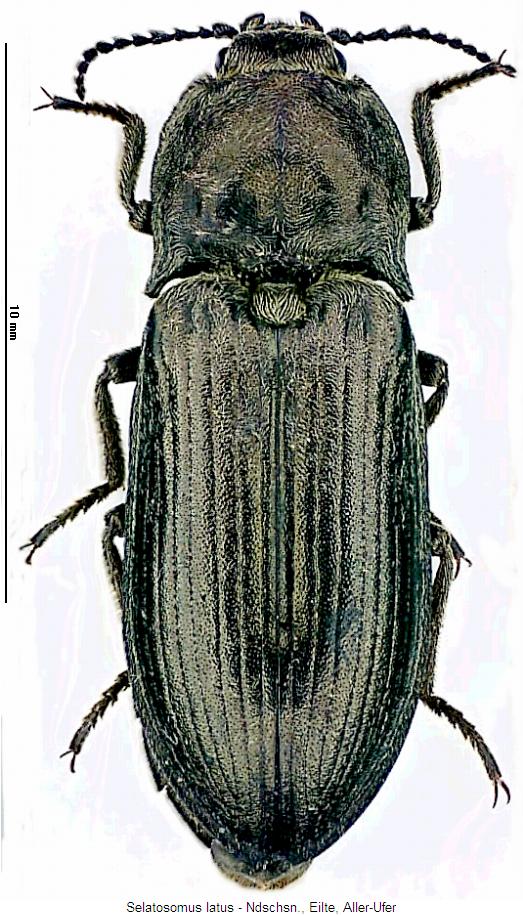 selatosomus_latus_hab.jpg