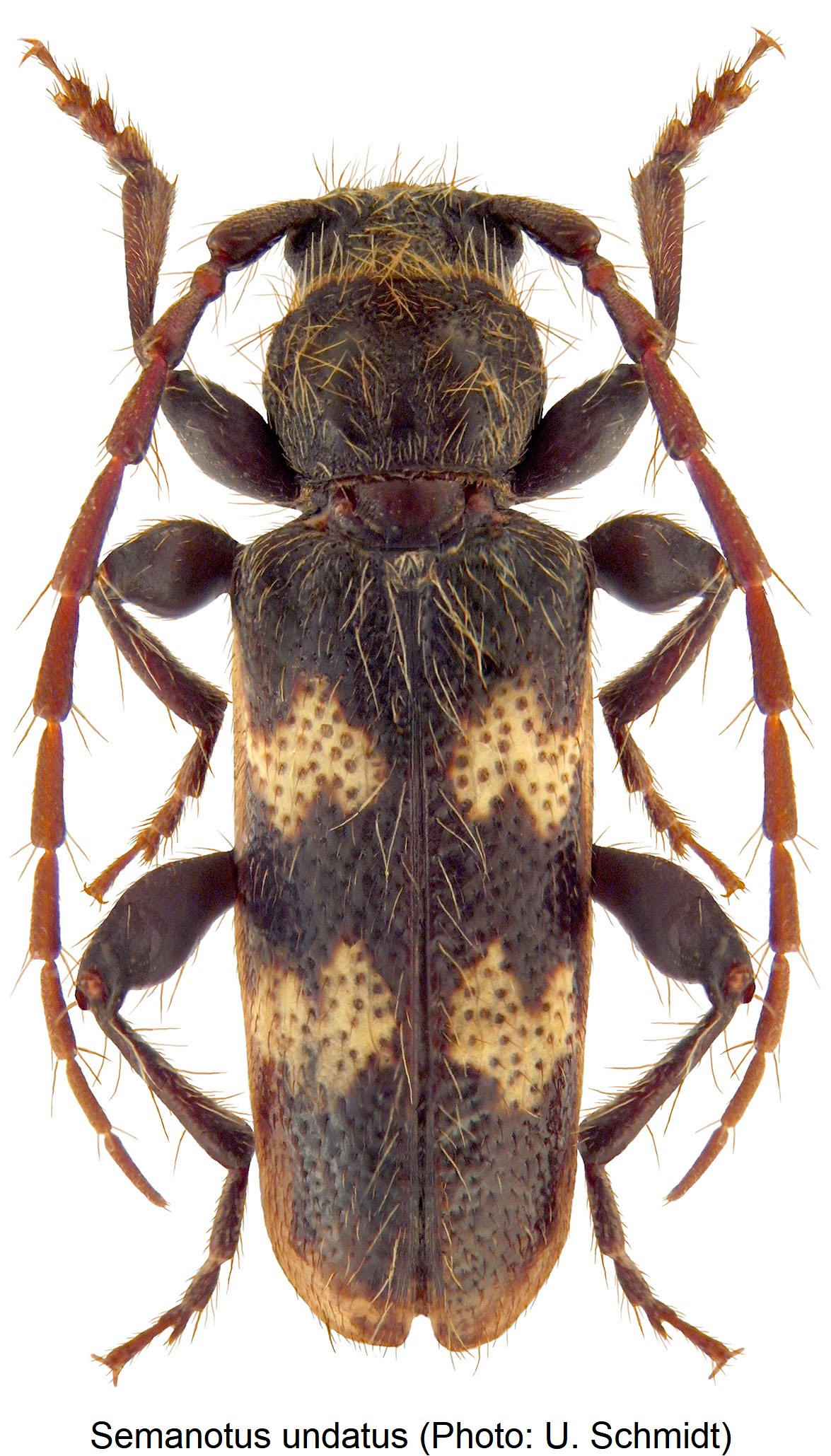 semanotus_undatus_hab.jpg