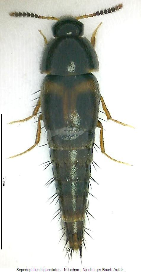 sepedophilus_bipunctatus_hab.jpg