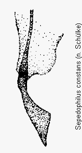 sepedophilus_constans_bk.gif