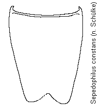 sepedophilus_constans_sternit.gif