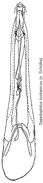sepedophilus_lusitanicus.gif