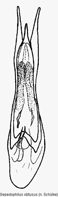 sepedophilus_obtusus.gif