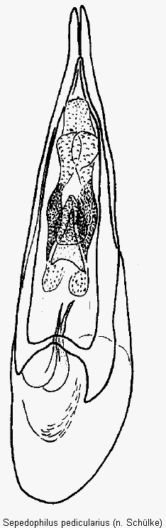 sepedophilus_pedicularius.gif