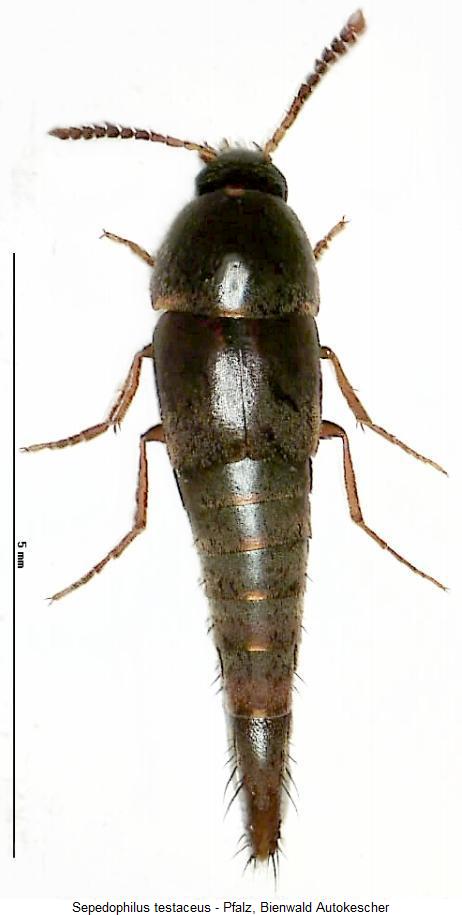 sepedophilus_testaceus_hab.jpg