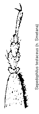 sepedophilus_testaceus_tr.gif