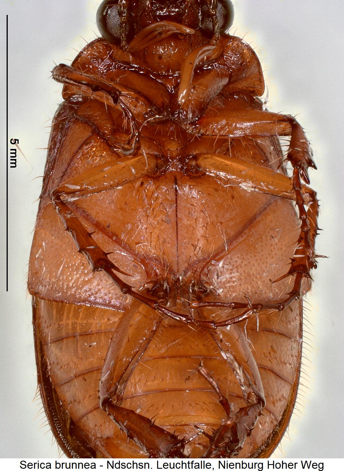 serica_brunnea_us.jpg