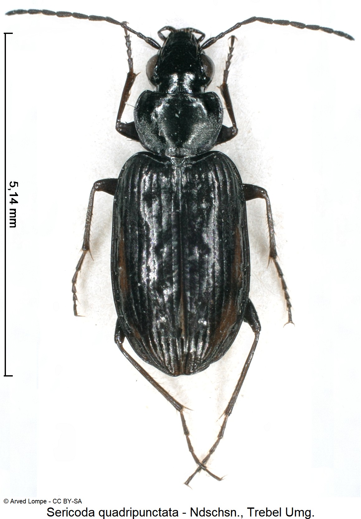 sericoda_quadripunctata_ck1670_hab.jpg
