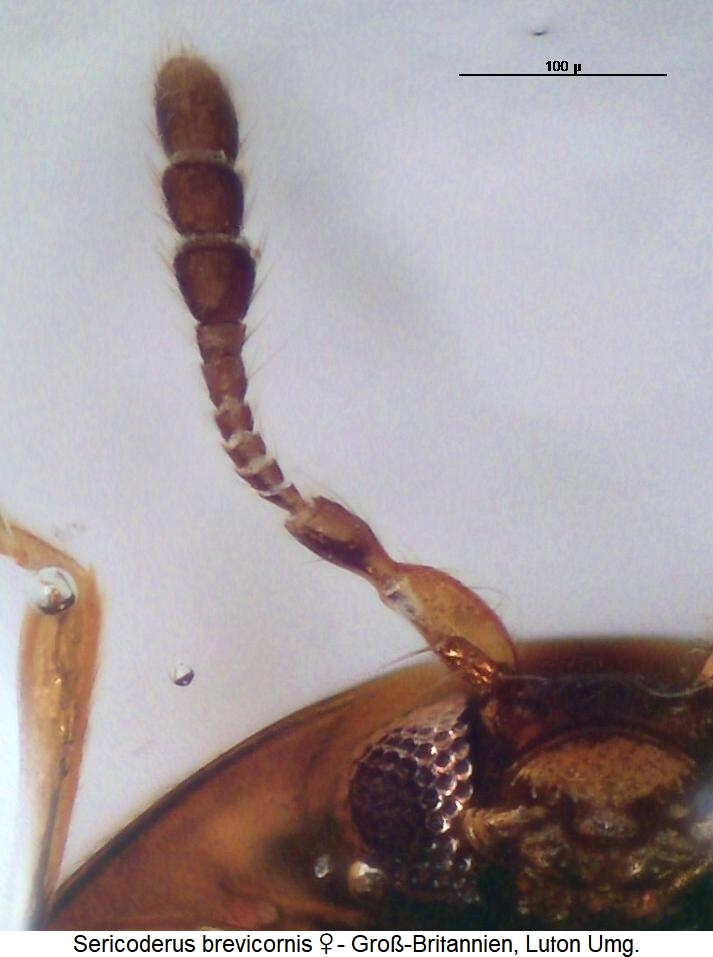 sericoderus_brevicornis_f.jpg
