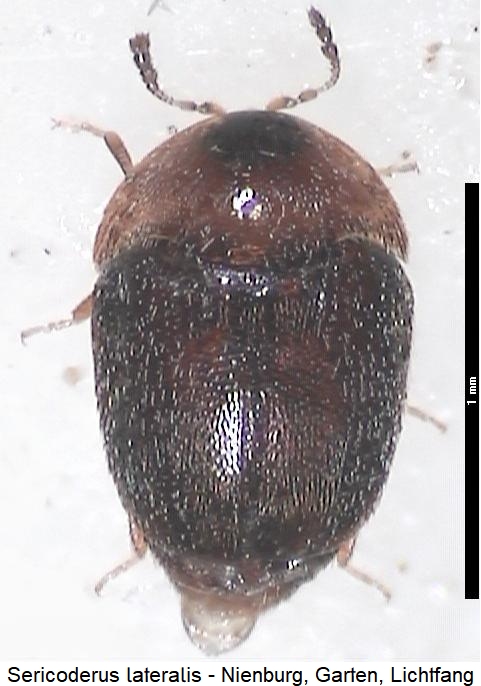sericoderus_lateralis_hab.jpg