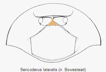 sericoderus_lateralis_pro.gif