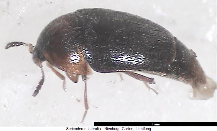 sericoderus_lateralis_sa.jpg