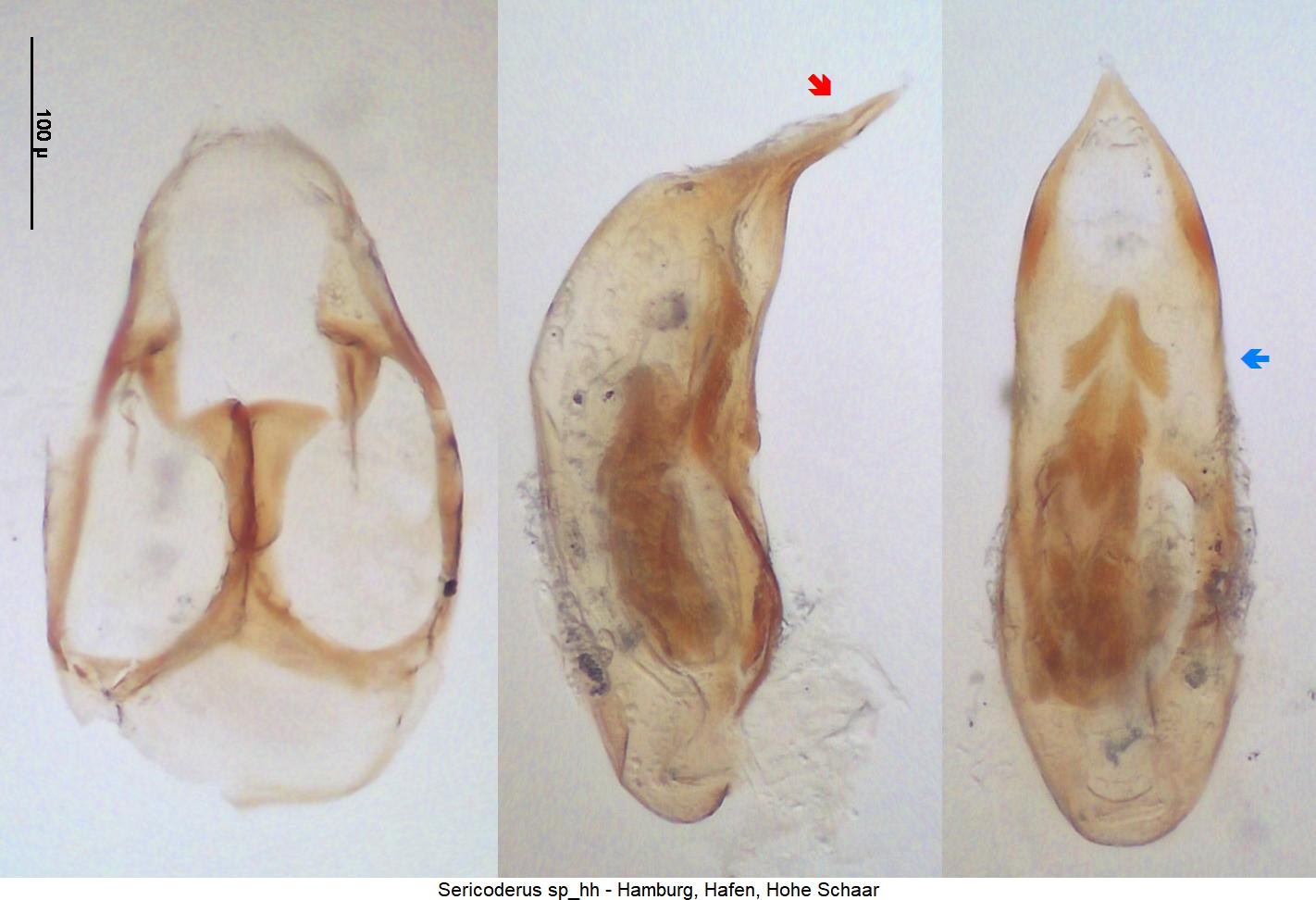 sericoderus_sp_hh-1.jpg