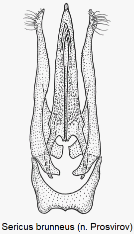 sericus_brunneus.gif