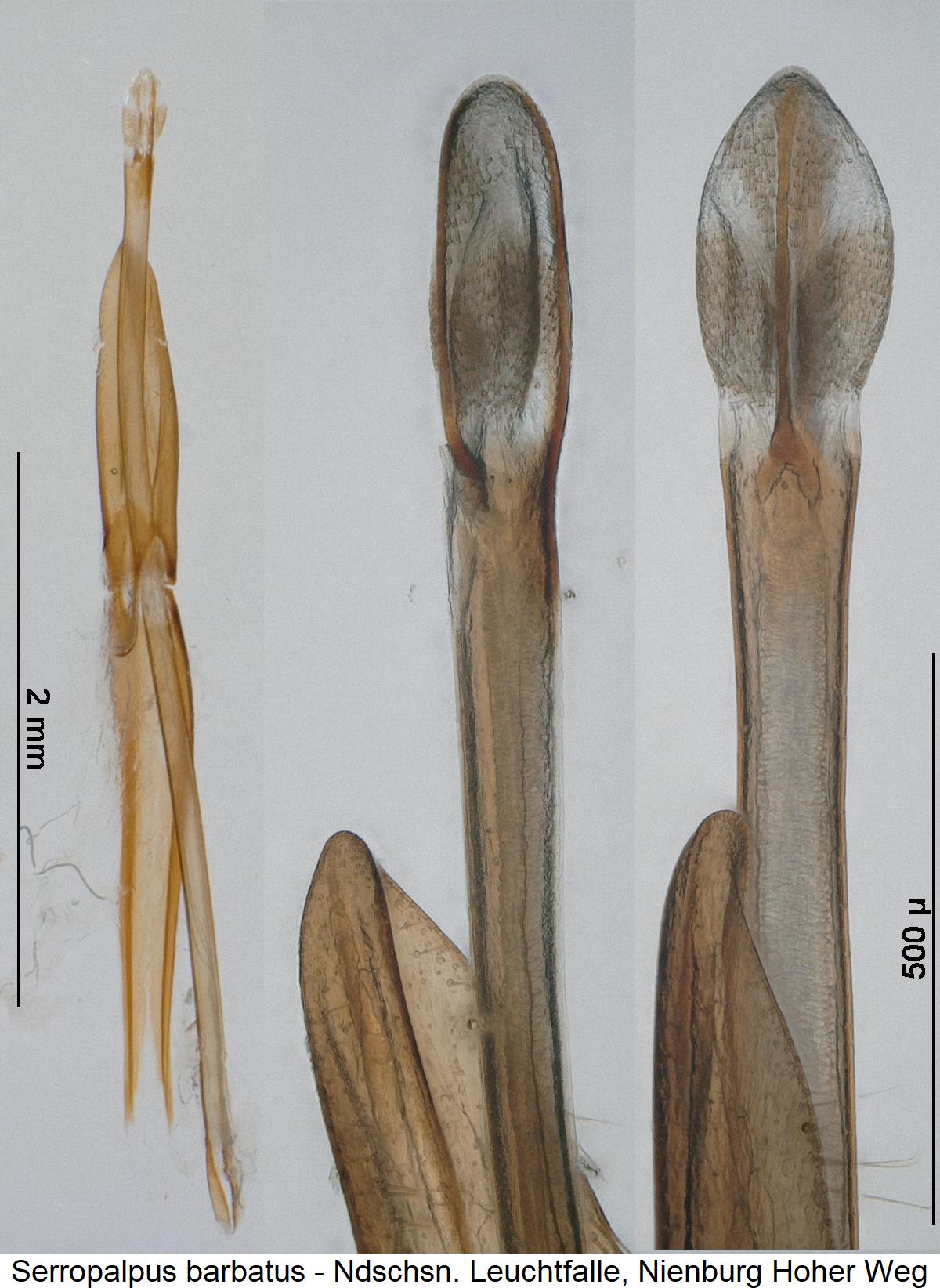 serropalpus_barbatus.jpg
