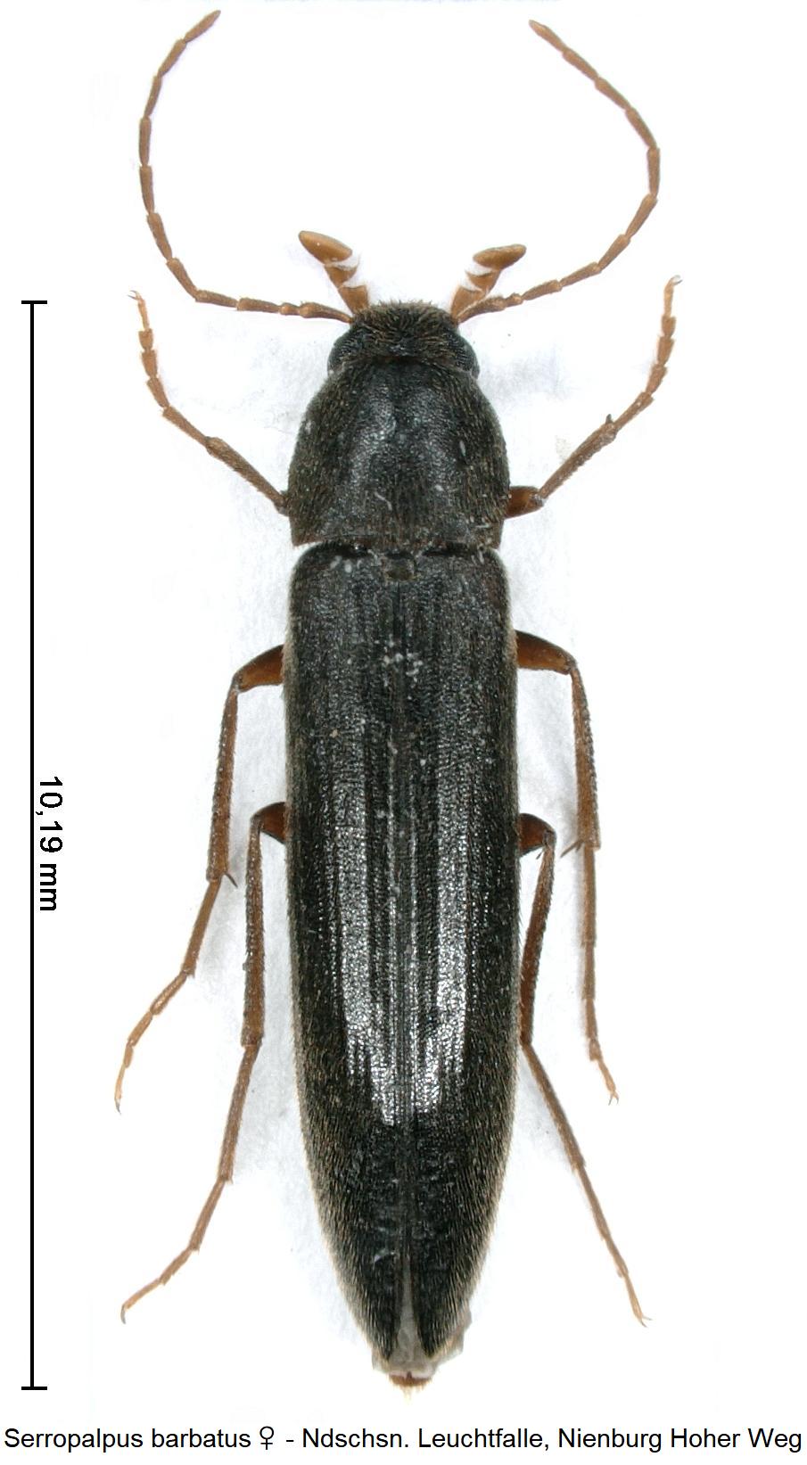 serropalpus_barbatus_hab.jpg
