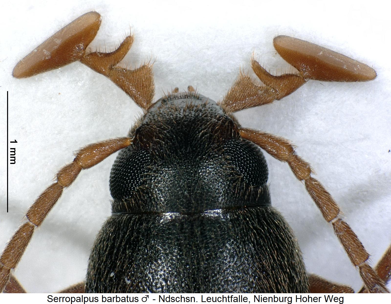 serropalpus_barbatus_m_k.jpg