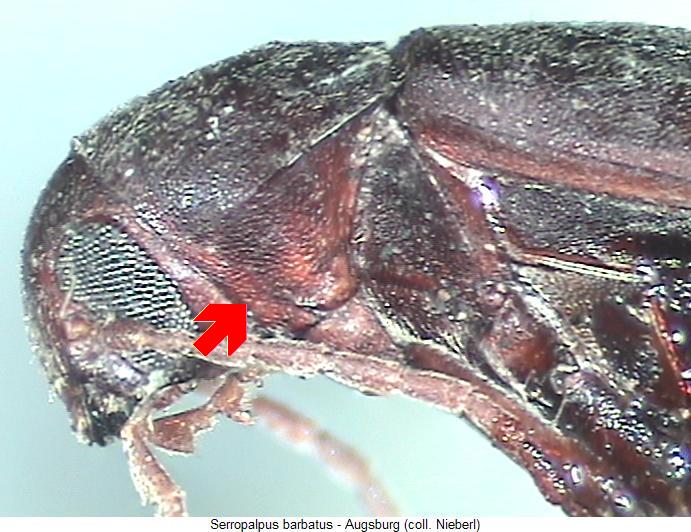 serropalpus_barbatus_vk.jpg
