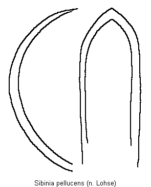 sibinia_pellucens.gif