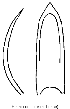 sibinia_unicolor.gif