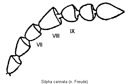 silpha_carinata_f.gif