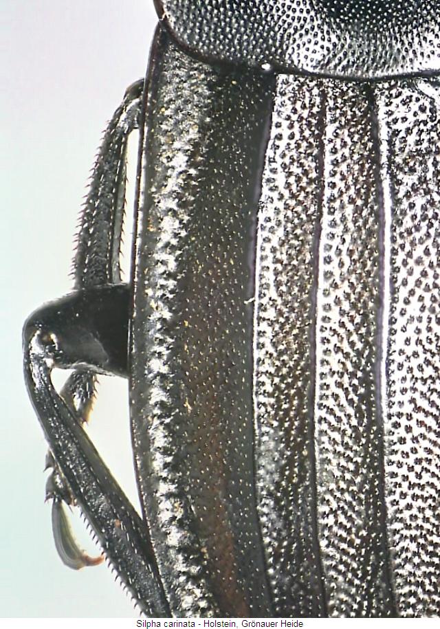 silpha_carinata_fld.jpg