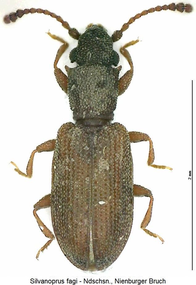 silvanoprus_fagi_hab.jpg