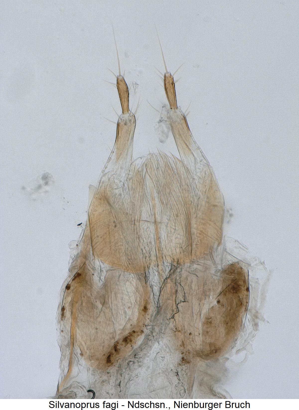 silvanoprus_fagi_ovi.jpg