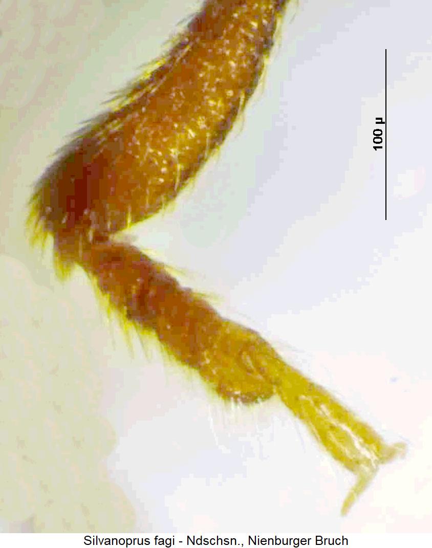 silvanoprus_fagi_vtr.jpg