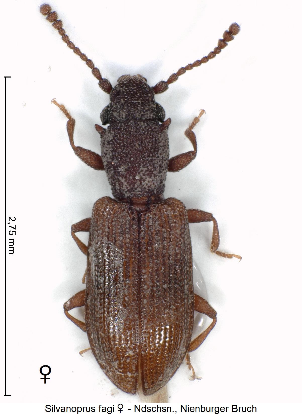 silvanoprus_fagi_w_hab.jpg