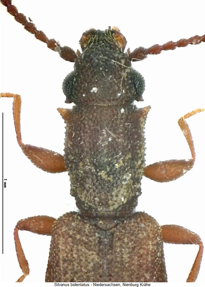 silvanus_bidentatus_vk.jpg