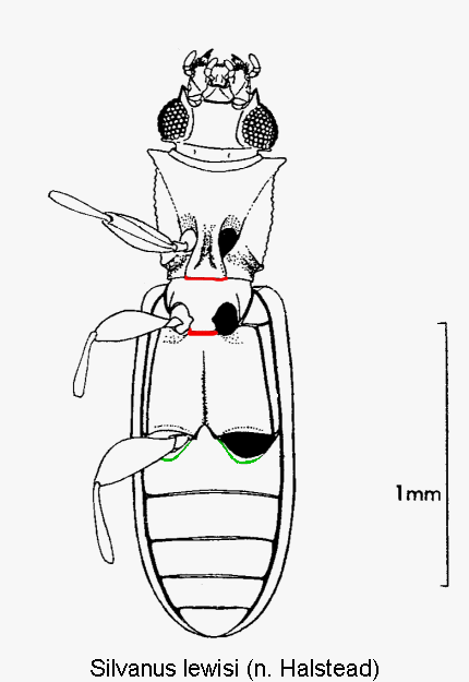 silvanus_lewisi_us.gif