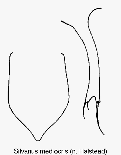 silvanus_mediocris.gif